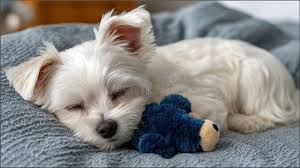 <p>Habia</p><p>Habia de un perro en la cama se llama Adoree</p>