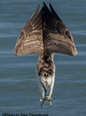 <p>has dark broad eyeline; lakes, estuaries, and bays, Eats exclusively fish, Dives and and feed first into water</p>