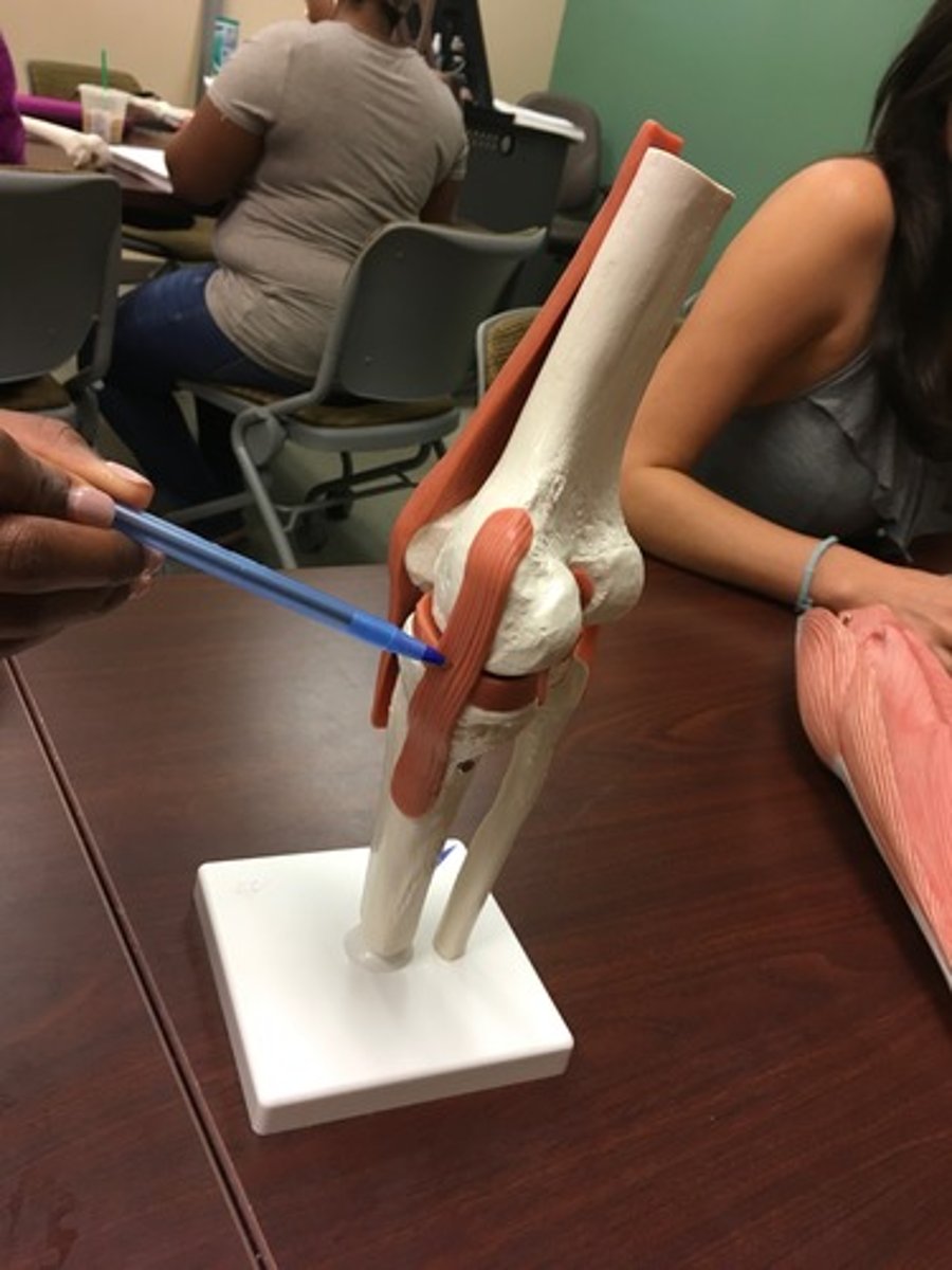 <p>Fx: connects the medial epicondyle of the femur to the tibia (MCL)</p>