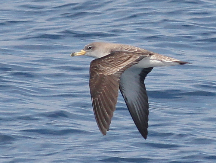 <p>Light grey/brown upperparts, white underparts, pale yellow beak with dark hook-shaped tip, shearing flight, small group.</p>