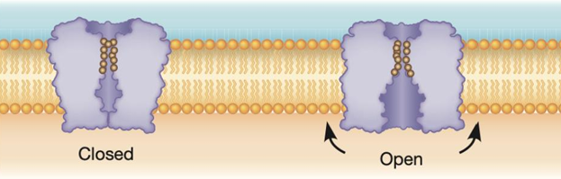 <p>The channel is regulated by a gate, which can open or close, depending on the state of voltage sensor domains in the channel. The channel gate opens and closes depending on the conformational state of channel subunits.</p>