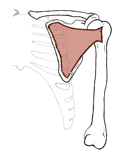 <p>Origin: <span>Medial two-thirds of the costal surface of the Scapula (subscapular fossa)</span></p><p>Insertion: <span>Lesser tubercle of the Humerus</span></p><p>Action: <span>medially rotates the arm; assists extention of the arm</span></p>