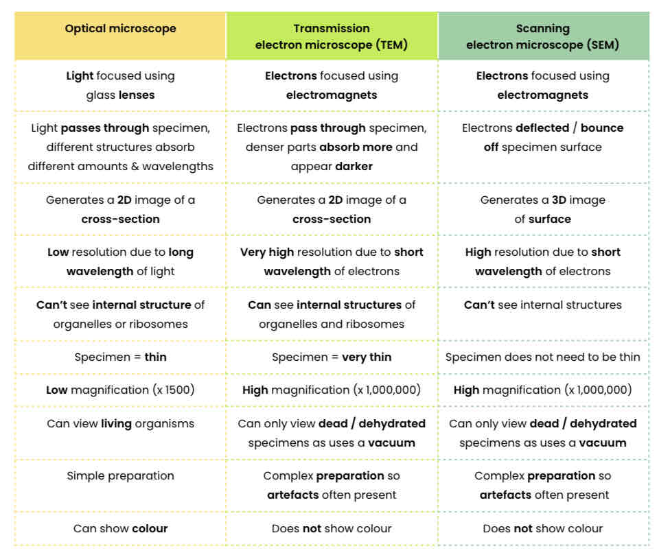 <p>Students should be able to appreciate that there was a considerable period of time during which the scientific community distinguished between artefacts (eg. dust, air bubbles occurring during preparation) and cell organelles.</p><p>To overcome this, scientists prepared specimens in different ways. If an object was seen with one technique but not another, it was more likely to be an artefact than an organelle.</p>