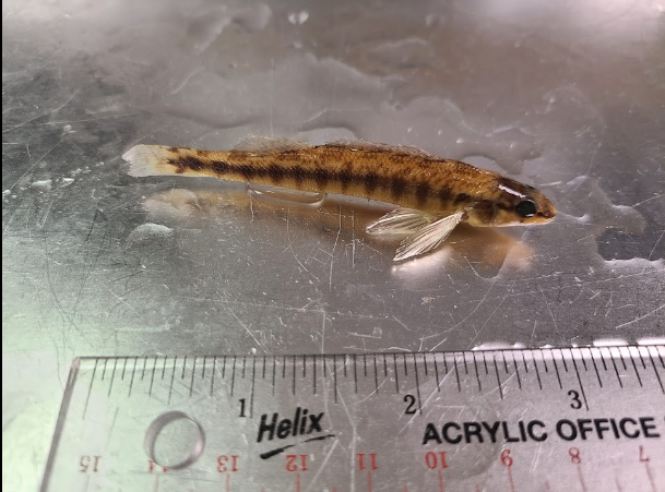 <p>What is the taxonomy, common name, and scientific name of this fish?</p>