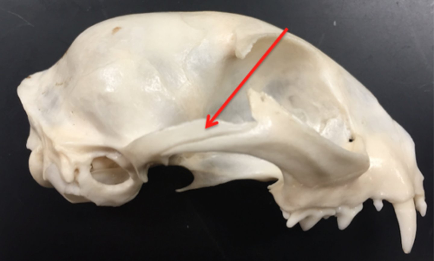 <p>a projection of the temporal bone that forms part of the zygoma</p>