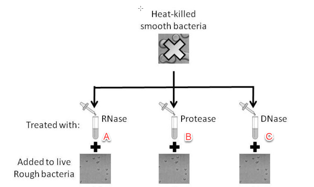 <p>Which experiments still killed the mouse?&nbsp;&nbsp;<em>Select all that apply.</em></p>