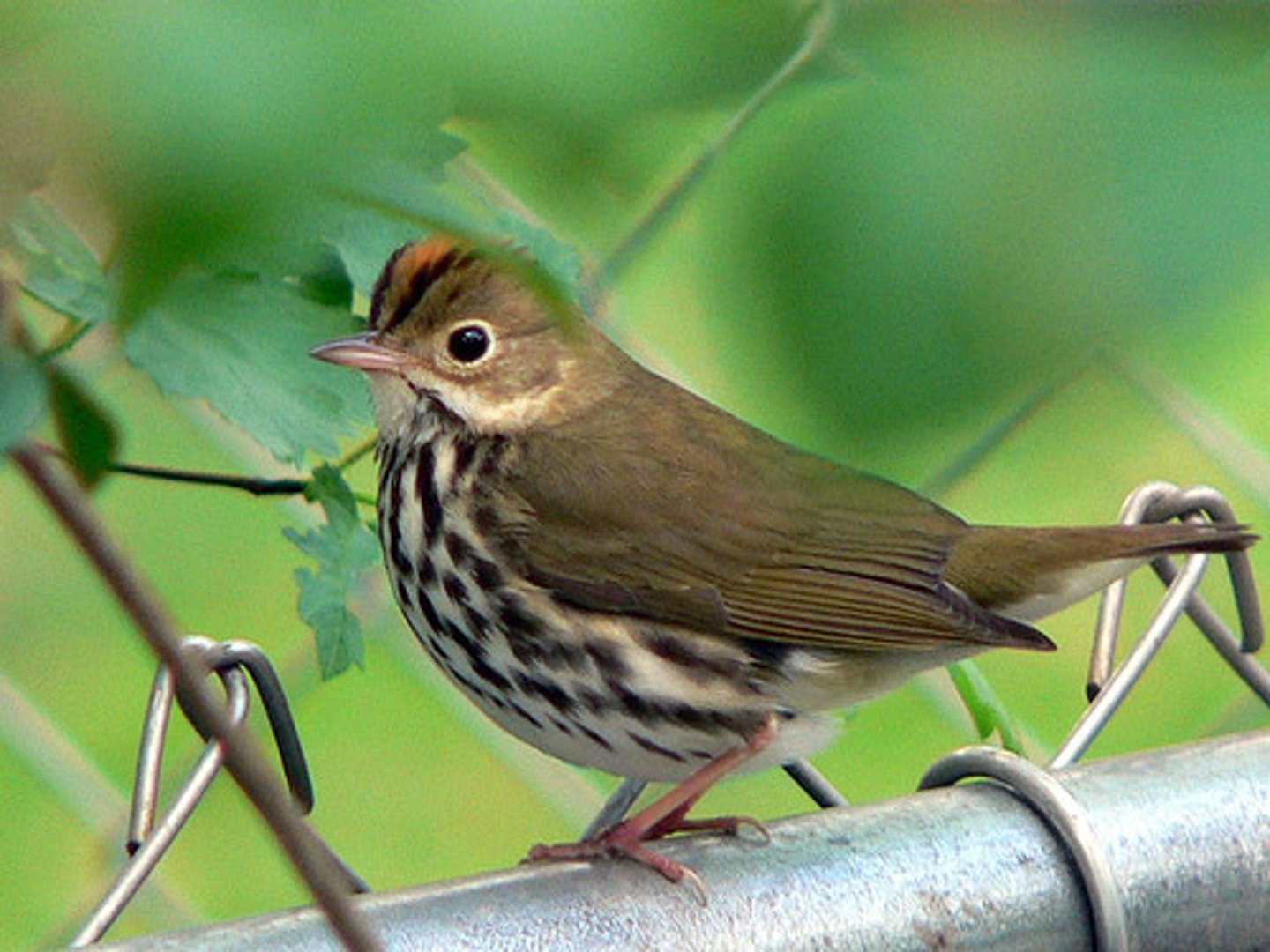 <p>Passeriformes Parulidae</p>