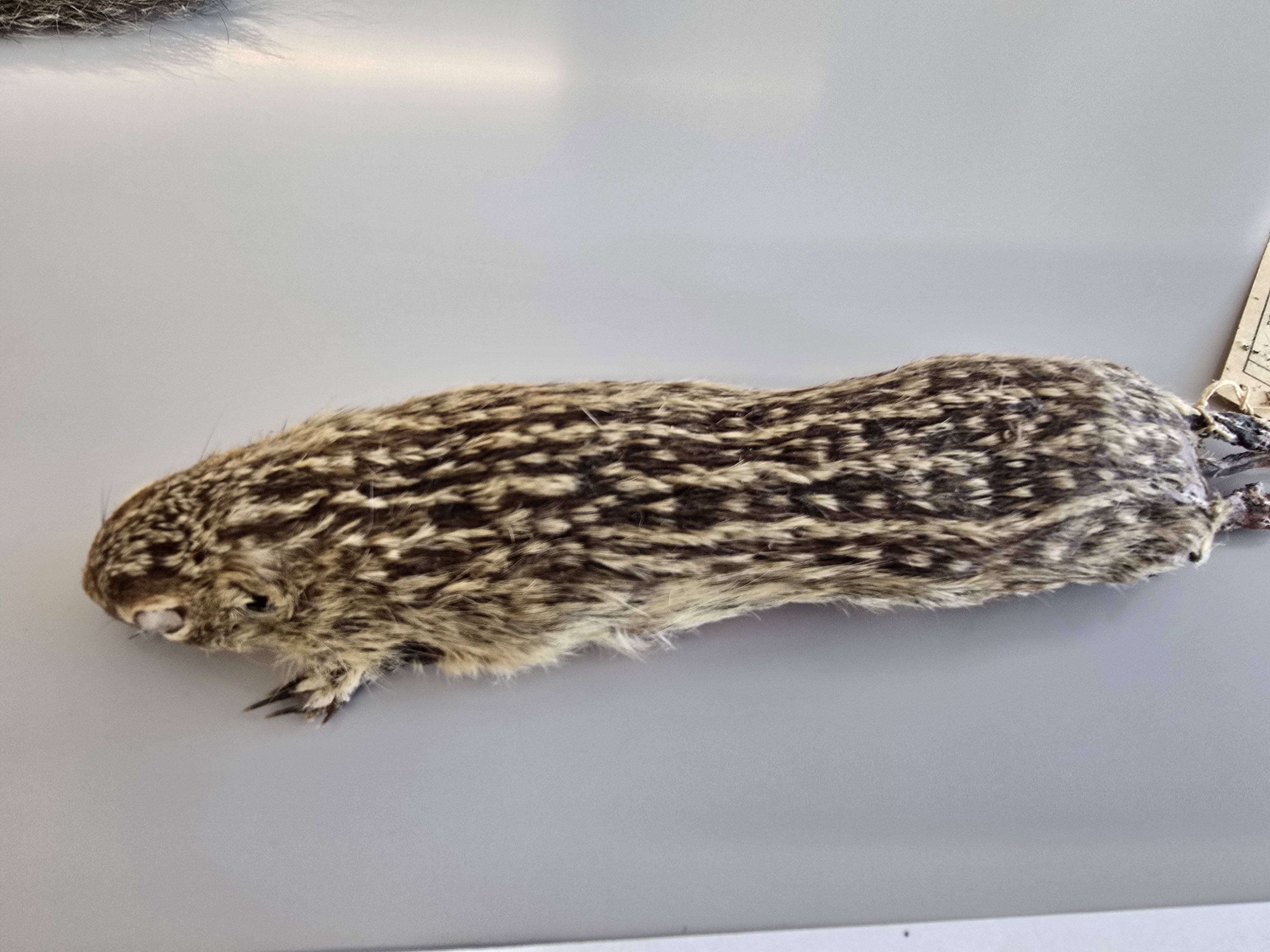 <p><span><span>Sciuridae</span></span></p>