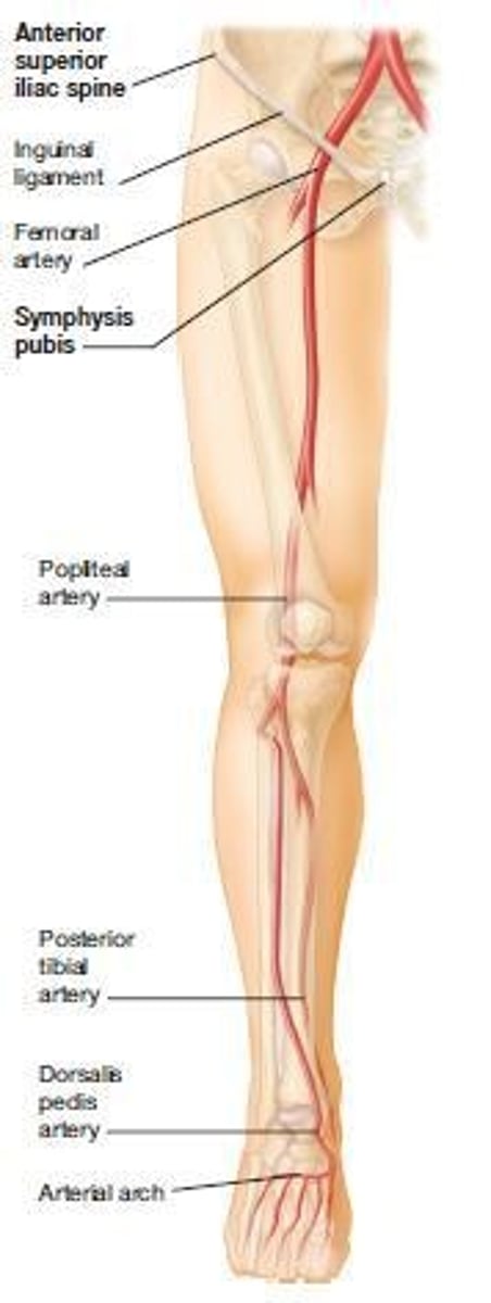 <p>Femoral artery, popliteal artery, dorsalis pedis artery, and posterior tibial artery.</p>