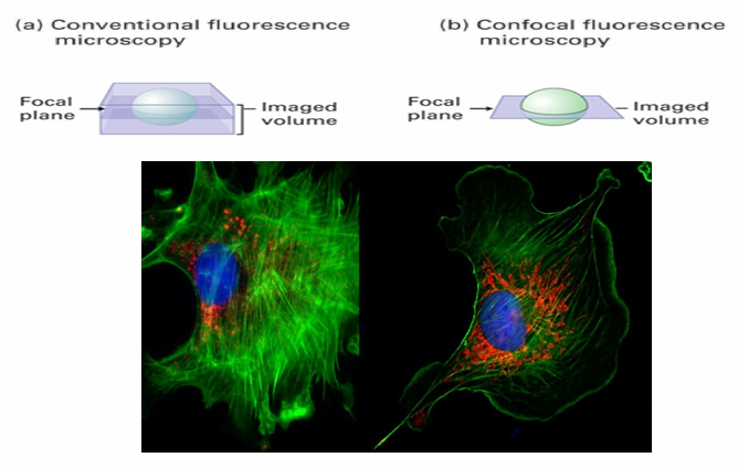 <ul><li><p>Obtains high resolution images from fluorescently labelled samples</p></li><li><p>Creates optical sections while keeping tissues/cells intact</p></li><li><p>It excited only the fluorophores in a thin section with a specialized laser&nbsp;</p><ul><li><p>Eliminate background fluorescence above and below region of interest&nbsp;</p></li><li><p>A clear and detailed image is made&nbsp;</p></li></ul></li><li><p>Ex. 2 images of BPAE cells&nbsp;</p><ul><li><p>DNA in nucleus stained with DAPI&nbsp;</p></li><li><p>Actin tagged in green&nbsp;</p></li><li><p>Antibody to visualize protein specific for GA is red&nbsp;</p></li><li><p>Both images have actin easily seen but confocal image shows inc quality and clarity of the actin fillaments</p></li></ul></li></ul><p></p>