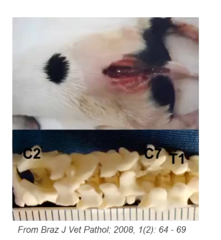 <p><strong>• Failure to the closure of the dorsal aspect of the vertebra (one or few vertebrae) (AKA split vertebra)</strong></p><p>• If many adjacent vertebrae are involved = named <strong>rachischisis </strong>Different process = due failure of the vertebral arches to develop</p><p><strong>• Not always is externally observed</strong></p><ul><li><p>Signs in dogs:</p></li><li><p>No signs if only spina bifida</p></li><li><p>Variable clinicals signs if spina bifida is associated to other anomalies (such as myelomeningocele/meningocele).</p></li></ul><p></p>
