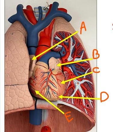 <p>Identify the chambers and mention which chamber forms (D)</p>