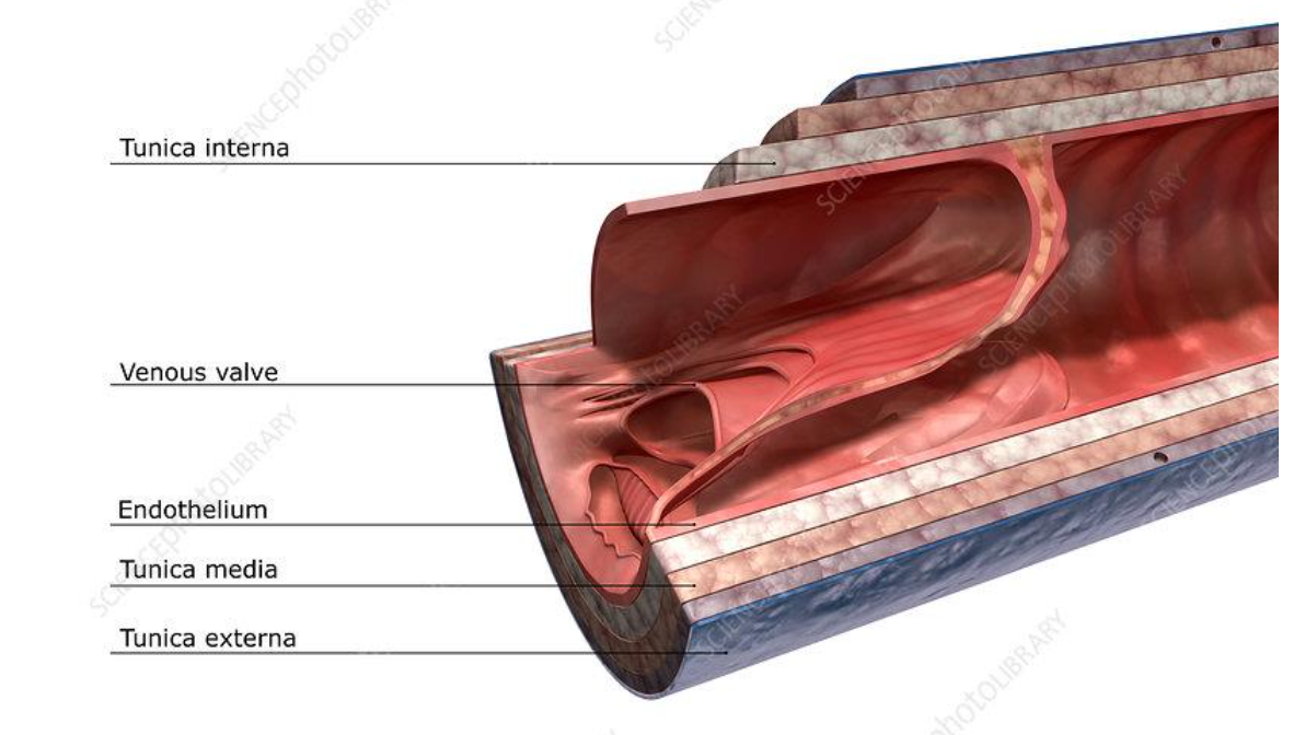 <p>tunica externa - outer layer</p><p>tunica media- elastic smooth muscle fibres and nerve supply</p><p>tunica intima- innermost, epithelial lining</p>