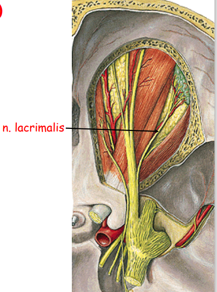 <p>N. lacrimalis</p><p>-a.lacrimalis ile seyreder.</p>