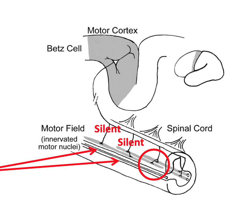 <p>The motor field provides potential for plasticity. What happens to the motor field if you lose a muscle in an injury?</p>