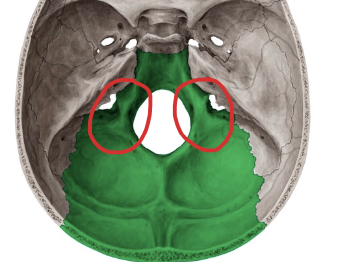 <p>Inferior a ellos se encuentran los cóndilos del occipital</p>