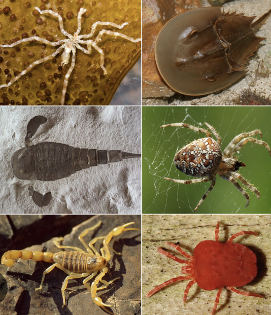 <ul><li><p>has two tagmata </p></li><li><p>chelicerae (mouthpart/jaw) </p></li></ul><p></p>