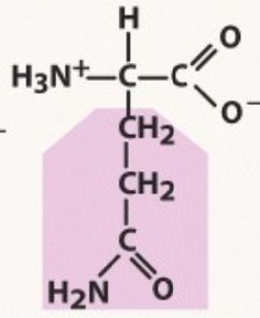 Polar uncharged
-A before G, 1 methyl before 2
-INE has Nitrogen