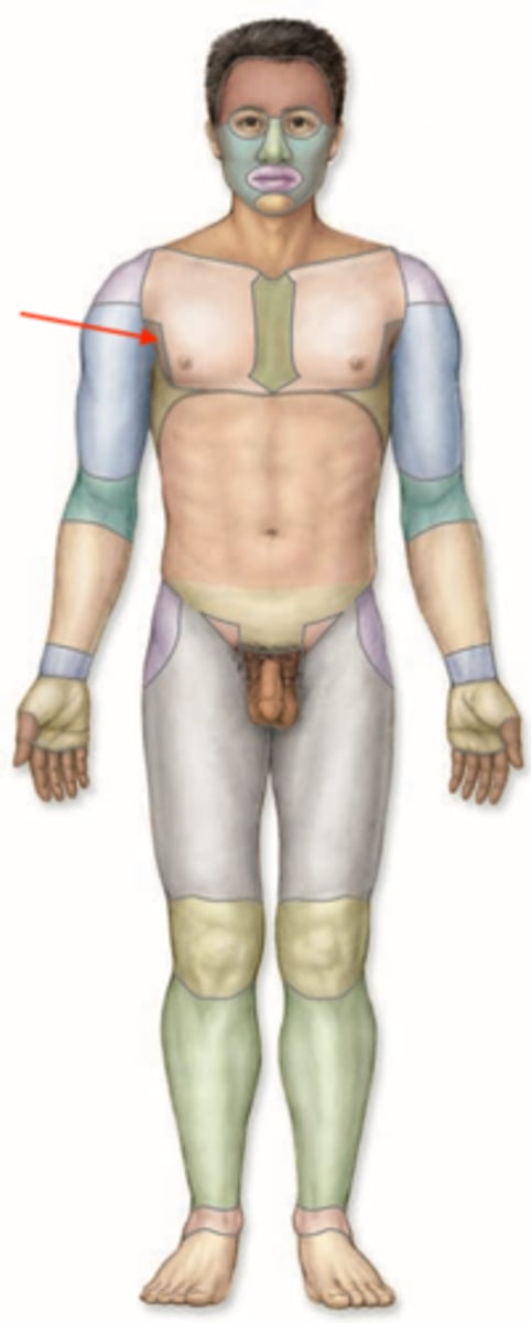 <p>Armpit area, where the front leg meets the torso.</p>
