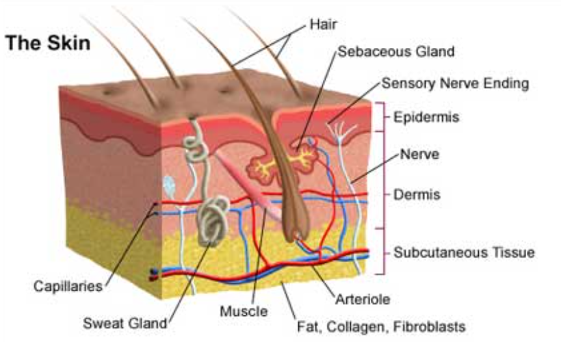 <p><span>Integumentary Organs: skin, hair, nails, skin glands.</span></p>