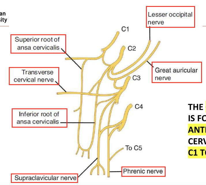 <p>the CERVICAL PLEXUS is formed by the Anterior Rami of the Cervical Nerves C1-C4</p>