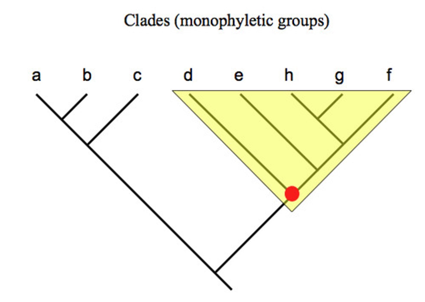 <p>synonym for monophyletic group</p>