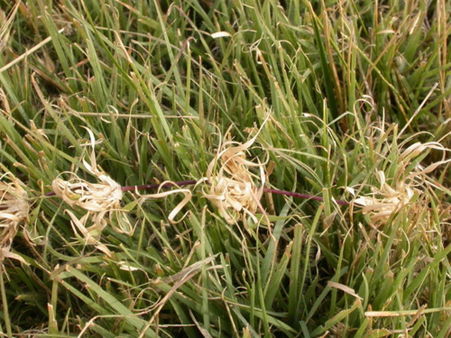 <p>Stolons (above), Rolled Vernation, Fringe of Hairs, Light Green, Warm Season</p>