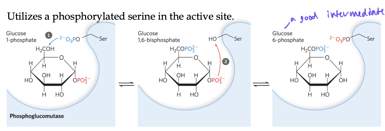 <ul><li><p>phosphoglucomutase isomerizes glucose-1-phosphate to glucose-6-phosphate </p><ul><li><p>the P’d Ser of phosphoglucomutase Ps glucose-1-phosphate’s C6</p></li><li><p>then the Ser takes the P from the C1 of the glucose1,6-biphosphate, yielding glucose-6-phosphate</p></li></ul></li></ul><p></p>