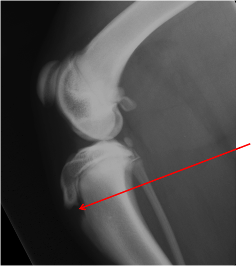 <p>identify this structure</p>