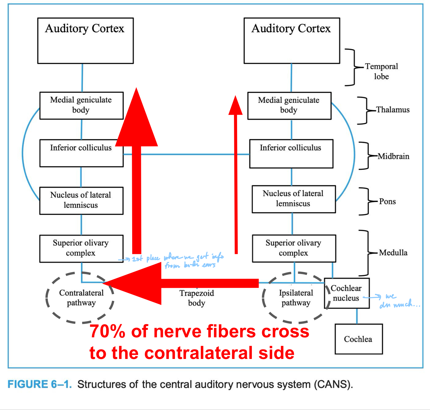 <p>most peripheral structure receiving input from each cochlea, controls activity of both middle ear muscles (tensor tympani and stapedius) through efferent activity</p>