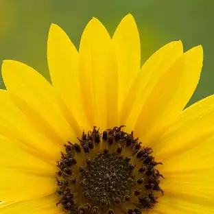 <p>helianthus annuus </p>