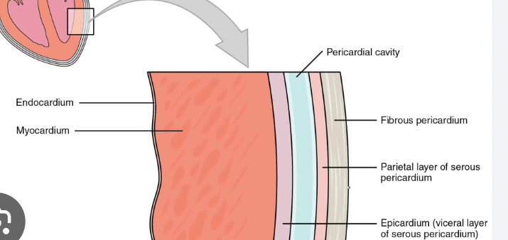 <p>endocardium, myocardium, and epicardium</p>