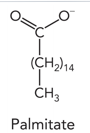 <ul><li><p>carboxyl group </p></li><li><p>hydrocarbon chain</p></li></ul><p></p>