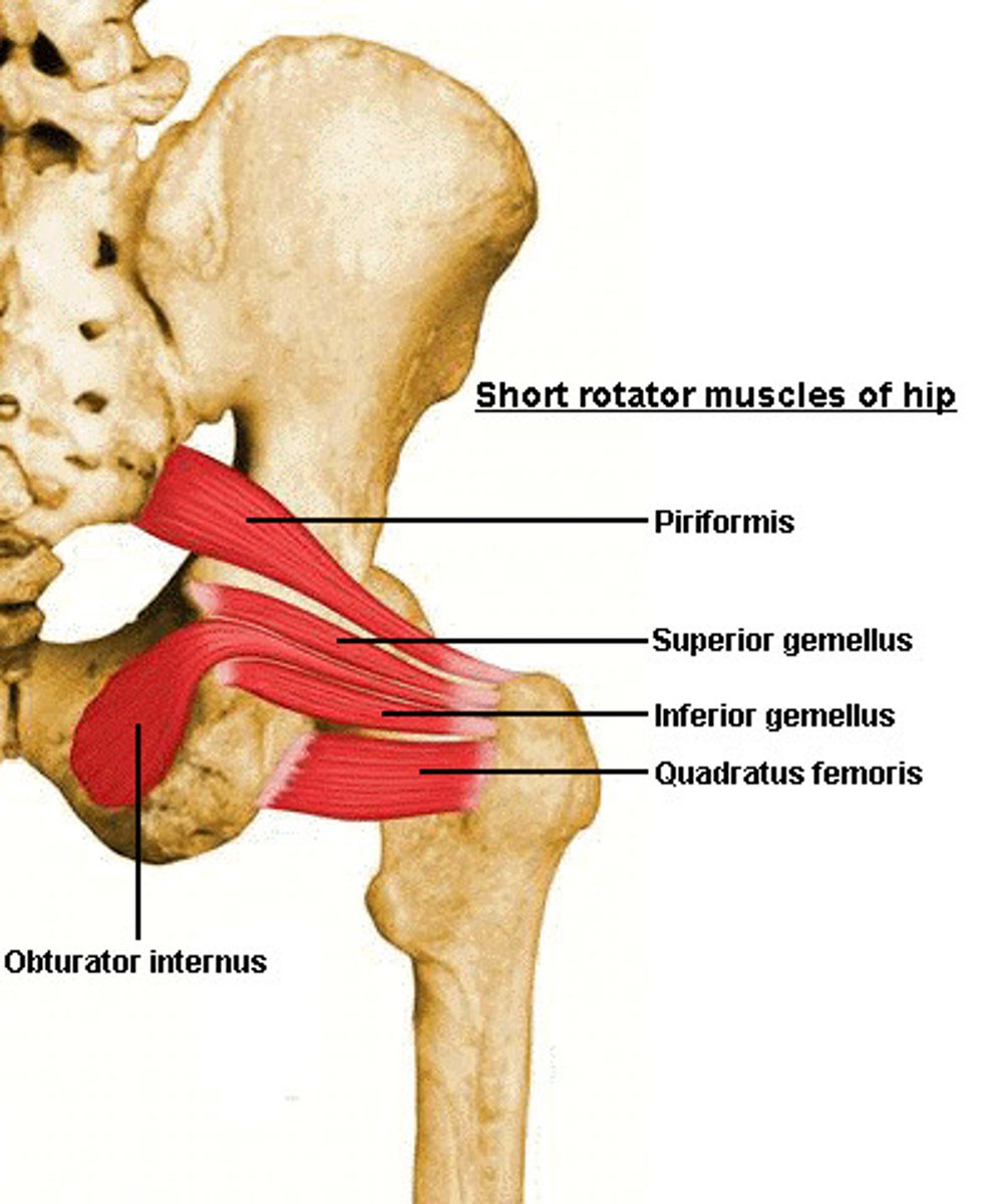 <p>-Origin Sacrum</p><p>-Insertion Greater trochanter</p><p>-Nerve Nerve to the piriformis (L5, S1, and S2)</p><p>-Actions External rotator of the thigh</p>