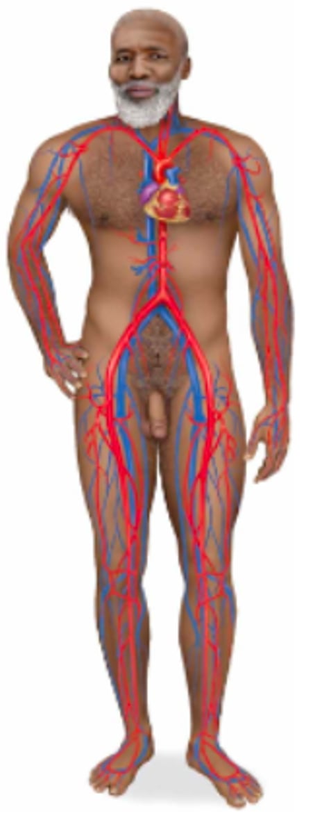 <p>Name the body system & its included organs</p>