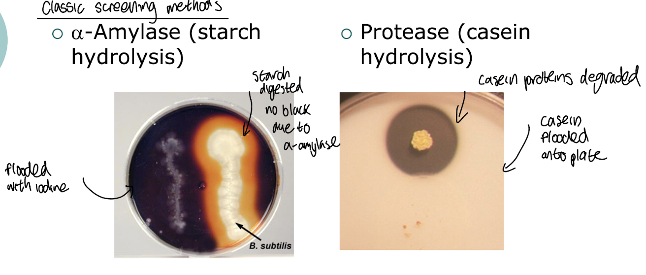 <ul><li><p><strong>Screening on plates coated with starch and stained with iodine <mark data-color="yellow" style="background-color: yellow; color: inherit;">i.e. for ⍺-amylase activity, </mark></strong>where if a m/o produces the enzyme, <strong>there will be a clear zone distinct from the darkened staining around the colony indicating the enzymatic breakdown of starch. </strong></p></li><li><p><strong>Testing for protease activity on a plate with casein proteins</strong></p></li></ul><p></p>