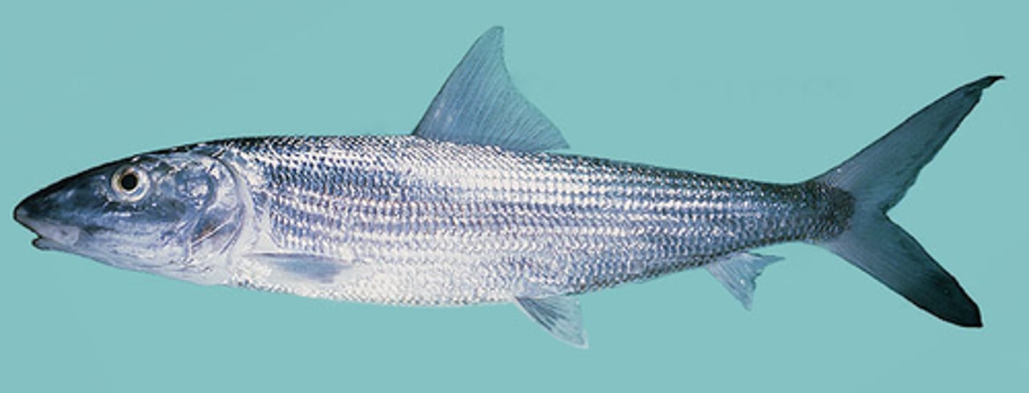 <p>Bonefishes</p><p>-Inferior mouth, small</p><p>-Gular plate</p>