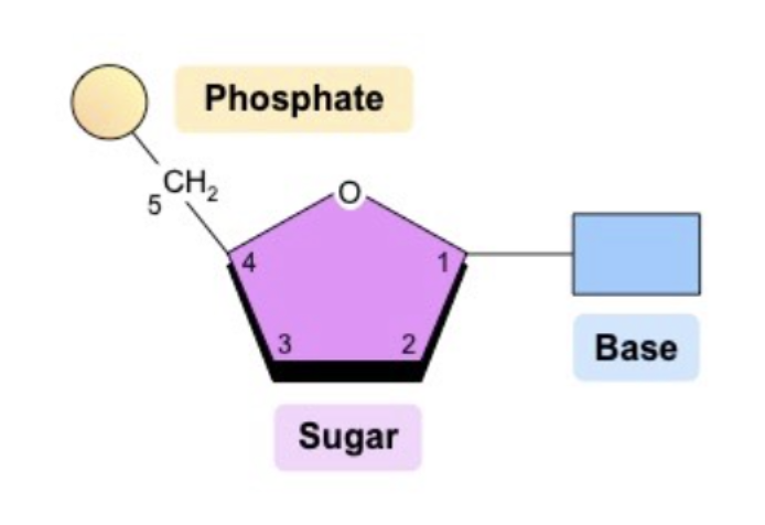 <p><span style="background-color: transparent;"><span>A central 5-carbon&nbsp;</span><em><span>pentose sugar</span></em><span>&nbsp;(pentagon), which is attached to a&nbsp;</span><em><span>phosphate group</span></em><span>&nbsp;(circle) and a&nbsp;</span><em><span>nitrogenous base</span></em><span>&nbsp;(rectangle)</span></span></p>