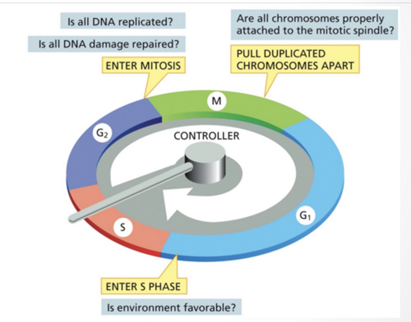 <p>G1 </p><p>S → copy DNA</p><p>G2 </p><p>M → divide</p><p>M phase : </p><p>1. Prophase</p><p>Chromosomes condense and become visible as sister chromatids. The mitotic spindle begins forming as centrosomes move apart.</p><p>2. Prometaphase</p><p>The nuclear envelope breaks down. Spindle microtubules attach to chromosomes at kinetochores and begin moving them.</p><p>3. Metaphase</p><p>Chromosomes align at the center of the cell (metaphase plate). Each chromatid is attached to opposite spindle poles.</p><p>4. Anaphase</p><p>Sister chromatids separate and are pulled toward opposite poles. This ensures each daughter cell gets identical chromosomes.</p><p>5. Telophase</p><p>Chromosomes arrive at the poles and decondense. New nuclear envelopes form around each set, creating two nuclei.</p><p>6. Cytokinesis</p><p>The cytoplasm divides via a contractile ring. This produces two fully separate daughter cells.</p>
