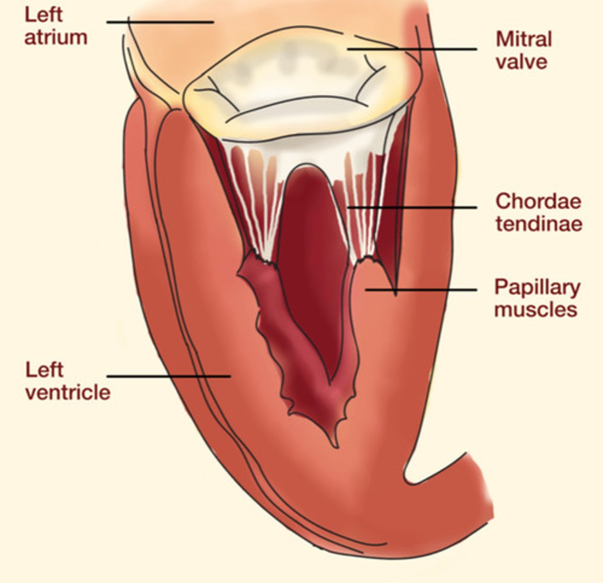 <p>prevent backflow of blood (from ventricle into atrium)</p><p>the papillary muscles contract and that generates tension on the chordae tendinae which hold the AV valves closed</p>