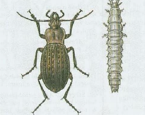 term image