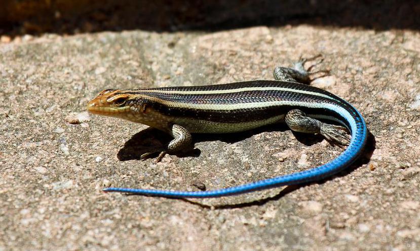 skinks (scincomorpha)

\

1. largest and most morphologically diverse family of lizards (1,600 species)
2. viviparity
3. limb reduction has evolved among skinks more often than in any other lizard family
4. smooth, shiny cycloid scales underlain by osteoderms 
5. osteoderms made of multiple bones