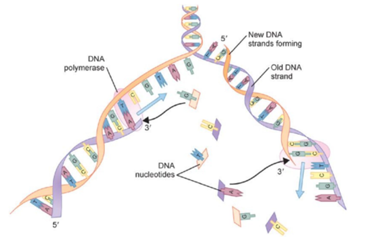 <p>Replikation af den anden skabelonstreng, den der forløber 5’ mod 3’ væk fra replikationsstartstedet, er problematisk, da DNA-polymeraser jo kun kan aflæse 3’ mod 5’</p><p>Den nye streng syntetiseres derfor diskontinuerligt i små isolerede fragmenter, der bagefter ligeres sammen. Syntese af denne streng kaldes lagging-strand-syntese, fordi færdiggørelse af denne streng foregår med lidt forsinkelse i forhold til leading-strand</p>