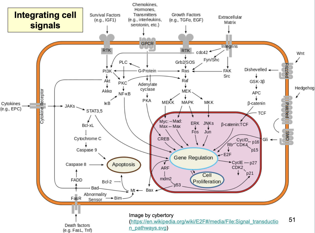 <ul><li><p>Growth factors that act thru Ras/MAPK pathway</p></li><li><p>survival signals received at the cell surface (survival factors; attachment signals thru integrins) inhibit against apoptosis</p></li><li><p>signal transduction pathways that regulate Cdk activity</p></li><li><p>p53 suppresses cell cycle and can promote apoptosis thru Bax (which acts on mitochondria)</p></li></ul><p></p>