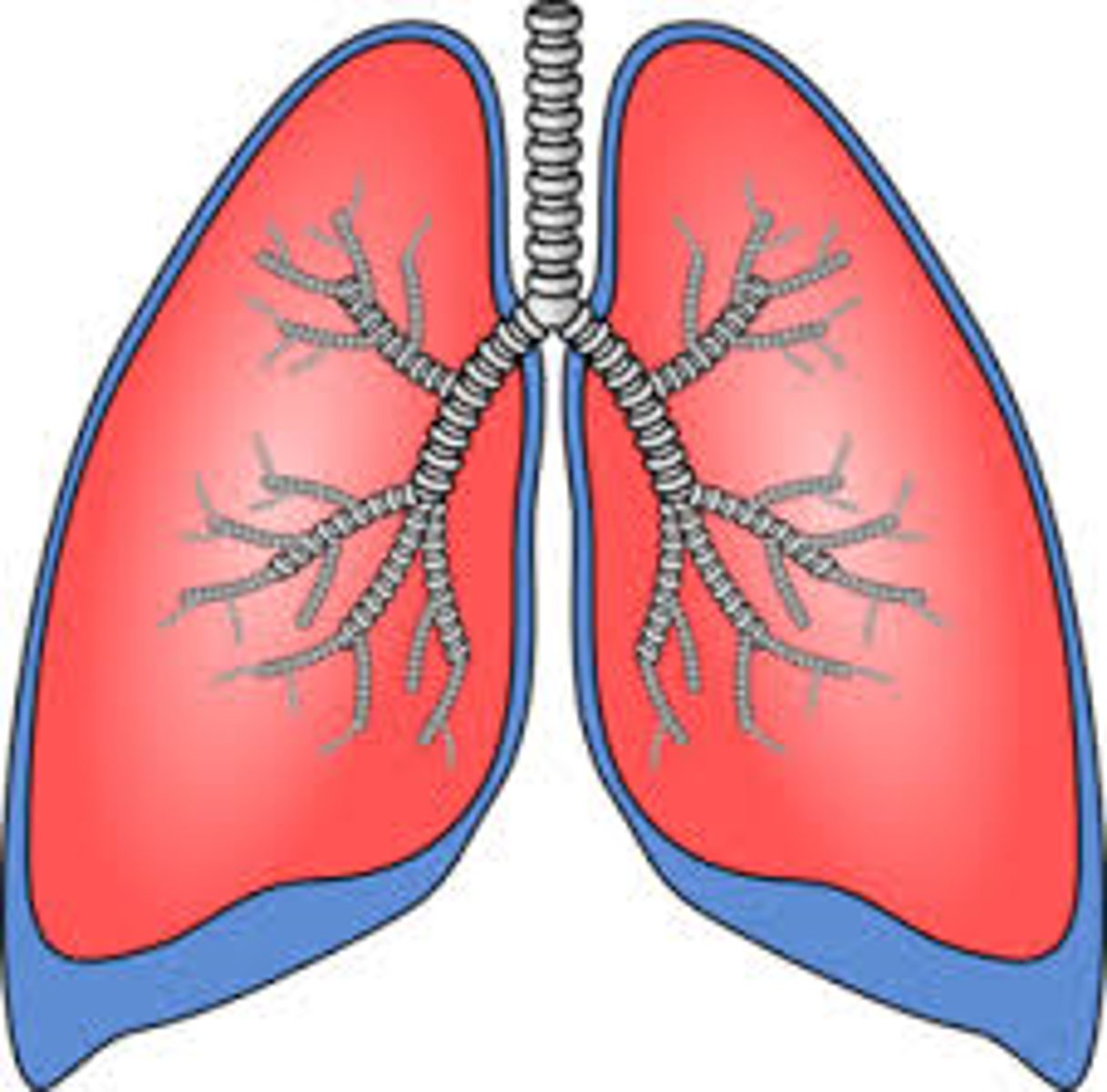 <p>lung</p>