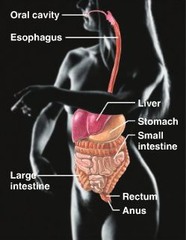 <p>breaks down food into absorbable units that enter the blood for distribution to body cells; indigestible food are eliminated as feces</p>