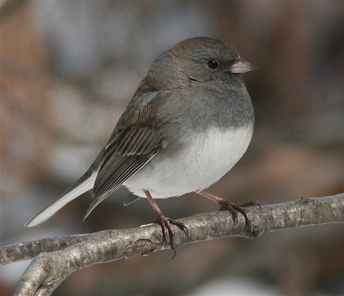 <p>Order: Passeriformes Family: Emberizidae</p>