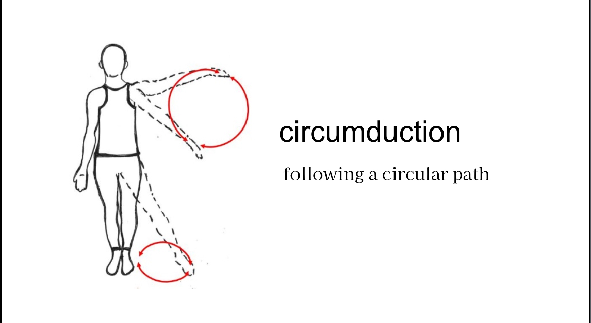 <p>Circular movement of a limb</p>