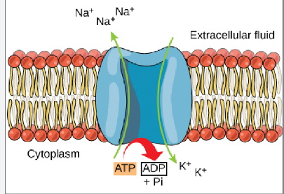 <p>-Proteins embedded in the cell membrane helps move ions and small molecules </p><p>ex:Na+/K+ ATPase pump</p><p>Na+=Sodium, K+=Potassium </p><p>-Moves three NA ions out and two K ions into cell </p>
