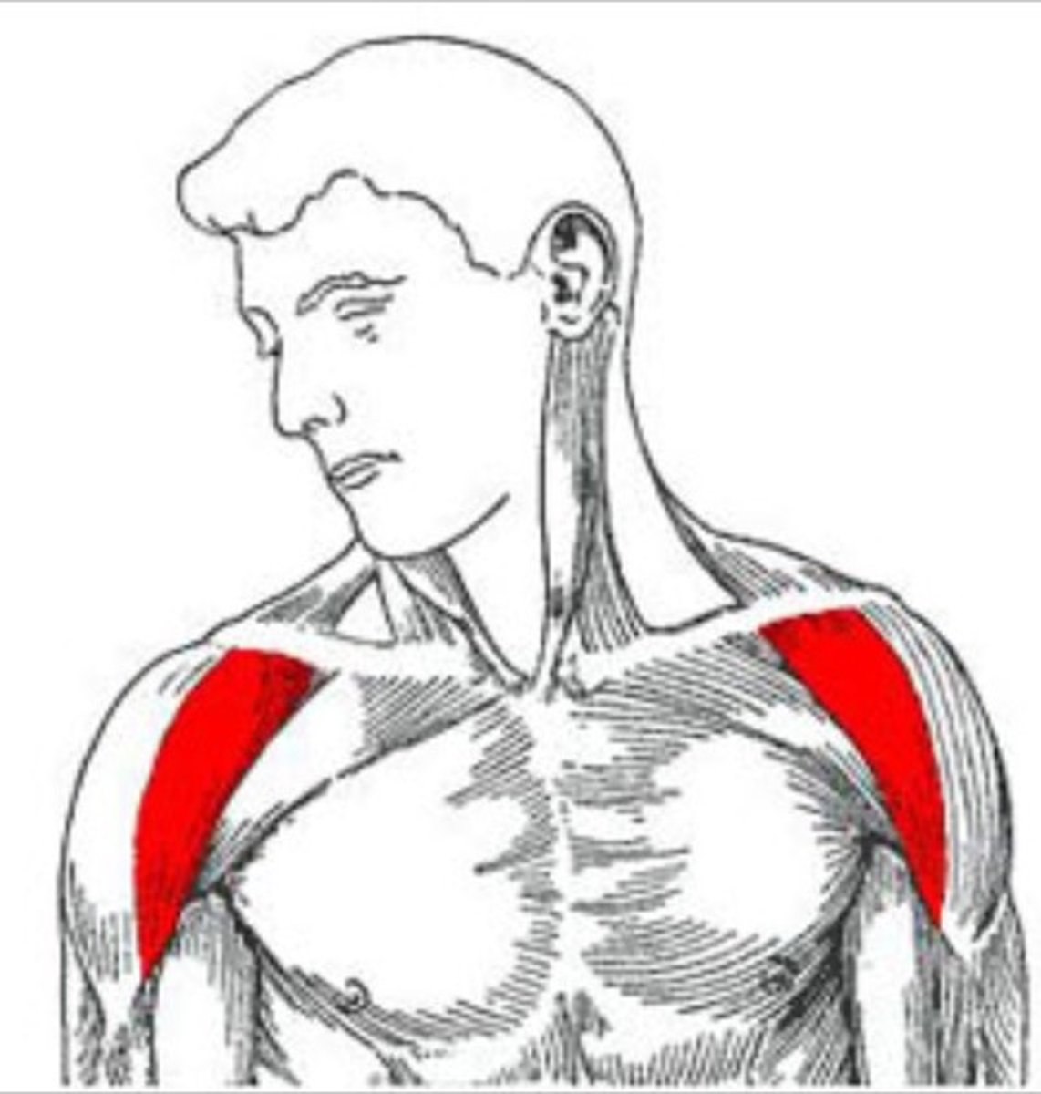 <p>Deltoid Tuberosity</p>
